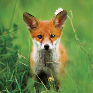 WT91373 - Red Fox (TWT, 6 blank cards)