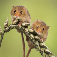 WT91381 - Harvest Mice (TWT, 6 bagged blank cards)