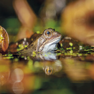 WT91376 - Common Frog (TWT, 6 bagged blank cards)