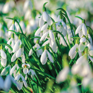 SM14155 - Snowdrops (6 bagged blank cards)