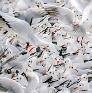 WT91400 - Black-headed Gulls in Winter Plumage (TWT, 6 bagged blank cards)