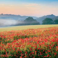 SM14203 - Poppy Field (6 bagged blank cards)