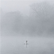 SM14205 - Swan & Mist (6 blank cards)