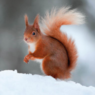 TWT91109 - Red Squirrel 8pk (TWT, 6 Christmas packs) - LIMITED STOCK