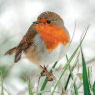 SS00488 - Robin in Falling Snow 8pk (SongBird Survival, 6 Christmas packs)