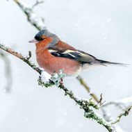 SS00489 - Chaffinch in Snow 8pk (SongBird Survival, 6 Christmas packs)