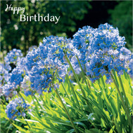 SM14231HB - Agapanthus (6 bagged birthday cards)