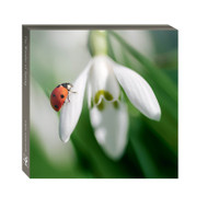 WAL11136 - The Wonder of Spring (6 wallets)