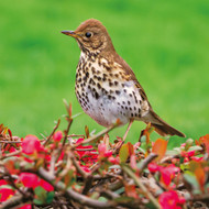 SM14237 - Song Thrush on Quince (6 blank cards)