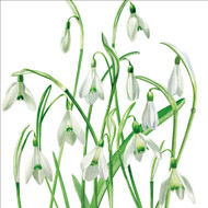 BS77145 - Snowdrops (6 bagged blank cards)