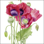 BS77413 - Poppies (6 unbagged blank cards)