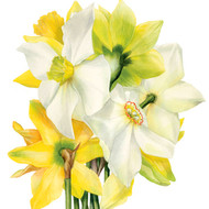 BS77412 - Narcissi (6 unbagged blank cards)
