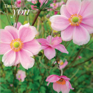 SM14233T - Japanese Anemones (6 unbagged thank you cards)