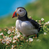 EF12084 - Puffin (6 unbagged blank cards)