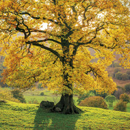SM14151 - Glowing Autumn Oak (6 unbagged blank cards)