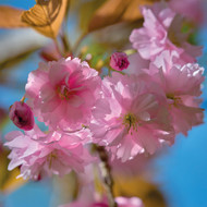 SM14234 - Japanese Flowering Cherry (6 unbagged blank cards)