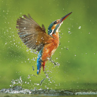 WT91374 - Kingfisher (TWT, 6 unbagged blank cards)