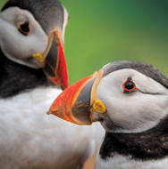 WT91401 - Puffins (TWT, 6 unbagged blank cards)