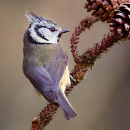 WT91424 - Crested Tit (TWT, 6 bagged blank cards)