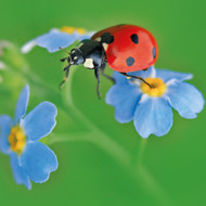 WT91436 - Seven-spot Ladybird (TWT, 6 bagged blank cards)