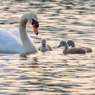 WT91422 - Swan and Cygnets (TWT, 6 unbagged blank cards)