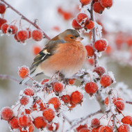 TWT91099 - Chaffinch on Berries 8pk (TWT, 6 Christmas packs)