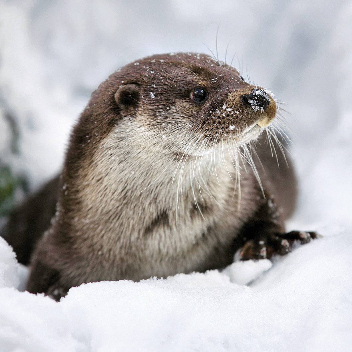 TWT91092 - Otter 8pk (TWT, 6 Christmas packs) - LIMITED STOCK - The Eco ...