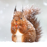 TWT91090 - Red Squirrel 8pk (TWT, 6 Christmas packs)