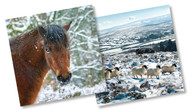 CX14242 - Pony & Sheep (6 Christmas packs)