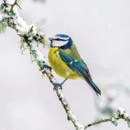 WT91428 - Blue Tit (TWT, 6 bagged blank cards)