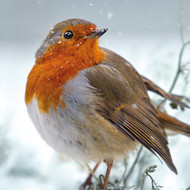 WT91427 - Robin in Falling Snow (TWT, 6 unbagged blank cards)