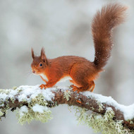 WT91438 - Red Squirrel (TWT, 6 unbagged blank cards)