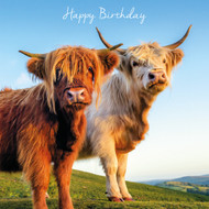 SM14250HB - Highland Cattle (6 bagged birthday cards)