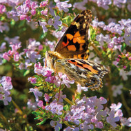 WT91418 - Painted Lady Butterfly (TWT, 6 bagged blank cards)