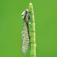 WT91420 - Damselfly (TWT, 6 unbagged blank cards)