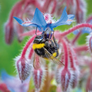 WT91429 - Buff-tailed Bumblebee (TWT, 6 bagged blank cards)