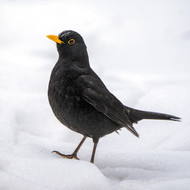 SS00524 - Blackbird in Snow 8pk (SongBird Survival, 6 Christmas packs)