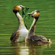 WT91419 - Great Crested Grebes (TWT, 6 unbagged blank cards)