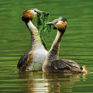 WT91419 - Great Crested Grebes (TWT, 6 bagged blank cards)