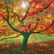 SM14241 - Sunburst, Acer Palmatum (6 bagged blank cards)