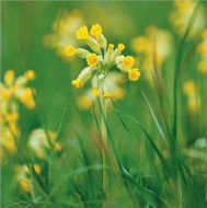 SM14268 - Cowslips (6 bagged blank cards)