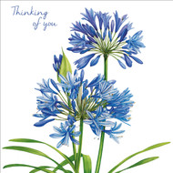 BS77256Y - Agapanthus (6 unbagged thinking of you cards)