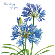 BS77256Y - Agapanthus (6 bagged thinking of you cards)