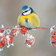 TWT91074 - Blue Tit and Berries 8pk (TWT, 6 Christmas packs)
