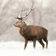 TWT91081 - Red Deer, Stag 8pk (TWT, 6 Christmas packs)