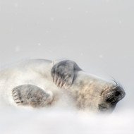 TWT91082 - Grey Seal in Snowfall 8pk (TWT, 6 Christmas packs)