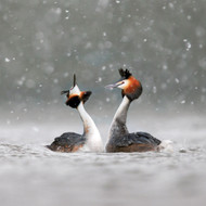 TWT91083 - Great Crested Grebes in Falling Snow 8pk (TWT, 6 Christmas packs)