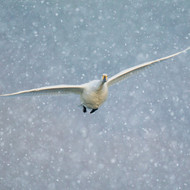TWT91137 - Whooper Swan (TWT, 6 Christmas packs) - LIMITED STOCK