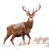 TWT91203 - Red Deer 8pk (TWT, 6 Christmas packs) - LIMITED STOCK