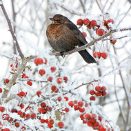 WT91440 - Blackbird with Berries (TWT, 6 unbagged blank cards)